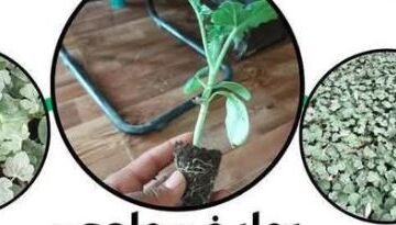 بذور و شتلات بطيخ مطعوم