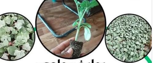 بذور و شتلات بطيخ مطعوم