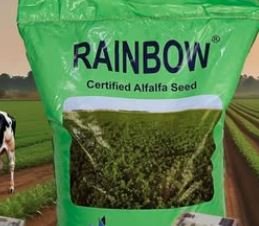 برسيم حجازي أسترالي