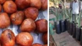 شتلات الدوم