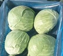 خص كابوتشا كرنب