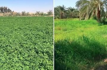 معروض للبيع مزرعة ٢٠ فدان ونصف عقد تمليك نهائي