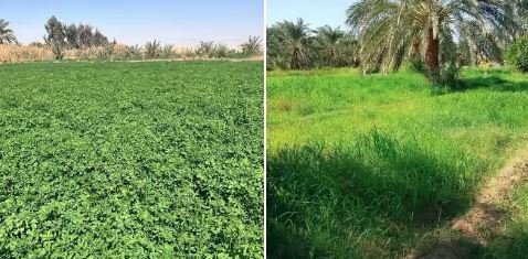 معروض للبيع مزرعة ٢٠ فدان ونصف عقد تمليك نهائي
