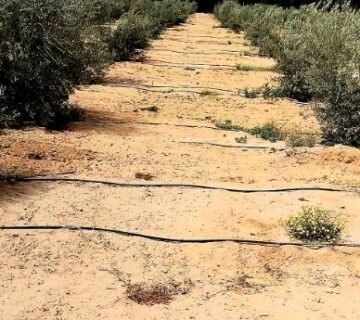 مزرعة زيتون بمساحه 100فدان منتجه