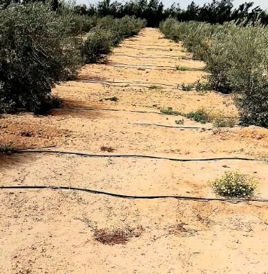 مزرعة زيتون بمساحه 100فدان منتجه