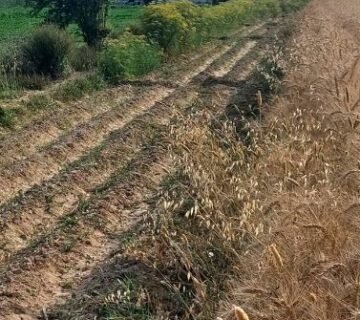 مزرعة 3 فدان وربع ملك نهائي وحيازة