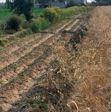 مزرعة 3 فدان وربع ملك نهائي وحيازة