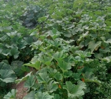 مزرعة 5 فدان ونص ملك نهائي وحيازة
