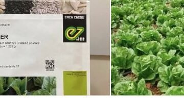 معروض للبيع بذور خس صنف نادر