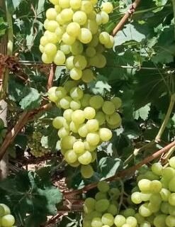 معروض للبيع عنب ايرلي