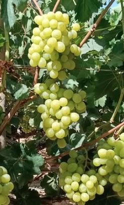 معروض للبيع عنب ايرلي