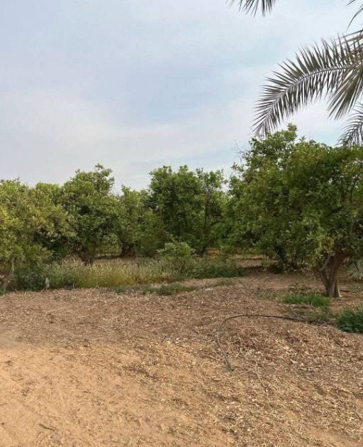 100فدان ملك نهائي