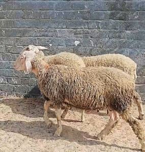 خروف ونعجتين عساف بيور