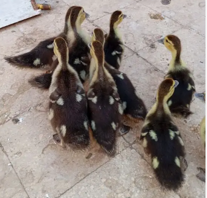 بط بلدي