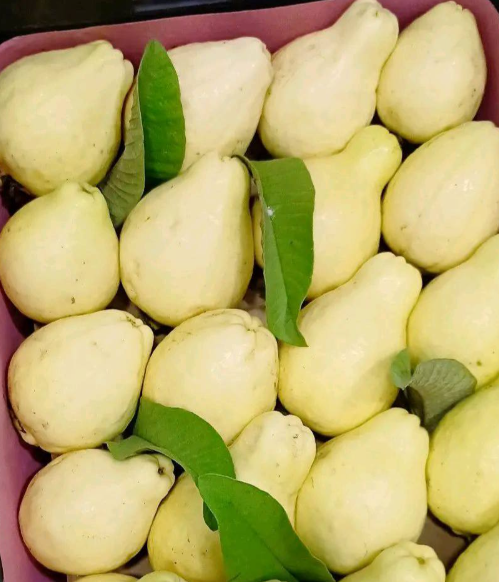 جوافه ممتازة