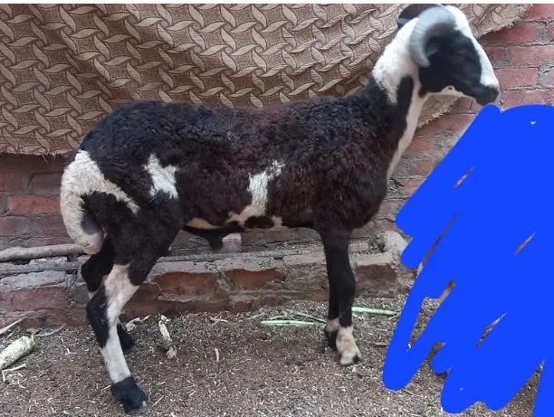 خروف برديسي