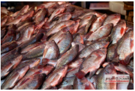 زريعة سمك بلطي