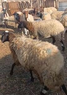 20 نعجة احجام مختلفة