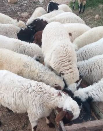 بيع 19 خرفان حولي برقي حر