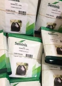 بيع بذور وشتلات باذنجان سواد الليل
