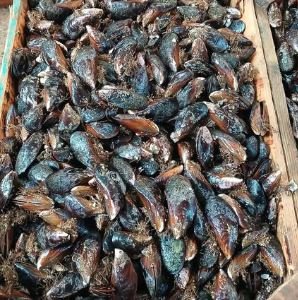 بيع بلح البحر طازج