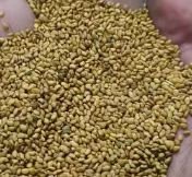 بيع تقاوي برسيم حجازي