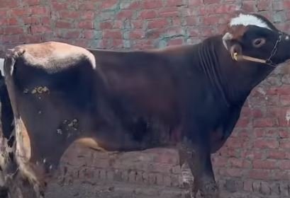 بيع عجول هوليشتين و عجول بلدي