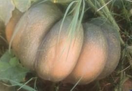 بيع قرع عسل