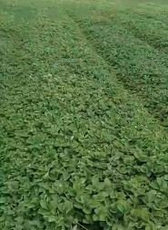 شتلات فراولة فيستفال نسيج