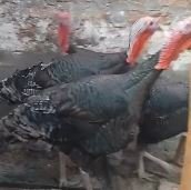 معروض للبيع اربع عجول رومى