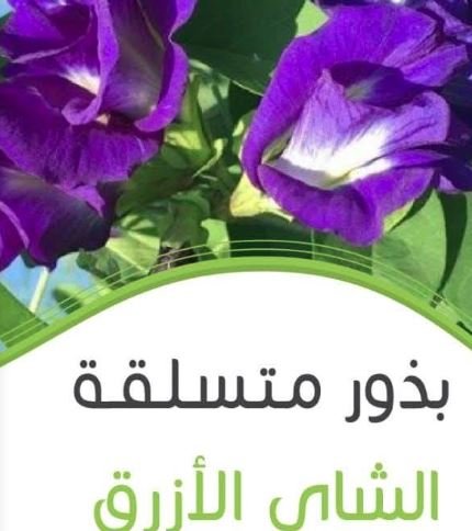 بذور متسلقة