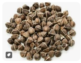 بذور مورينجا