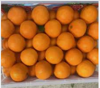 برتقال شتوي