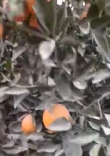 بيع برتقال بأنواع