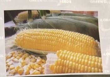 تقاوي ذرة جولدن سويت