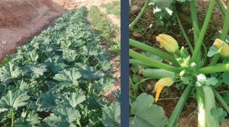 تقاوي كوسة تورنتو 05