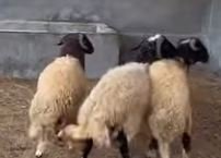 خرفان برقي ذكور