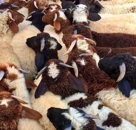 خرفان عدد 39