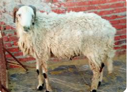 خروف تربية