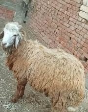 خروف رحماني لباني