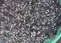 زريعة بلطي جميع المقاسا