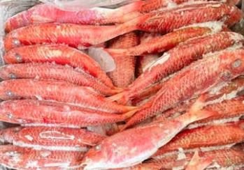 سمك بوري مجمد