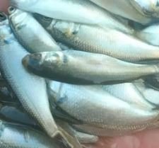 سمك بوري وتمر بلطيم