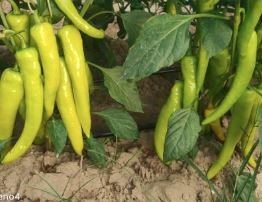 شتلات فلفل حريف نيرفا