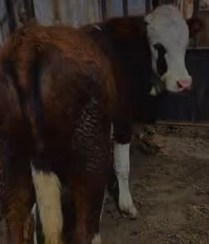 عجول ذكور خليط عالي