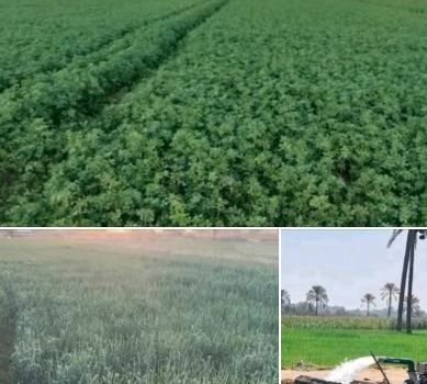 فدان مزروعة بالكامل