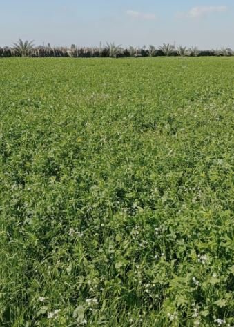 فدان مزروعه برسيم