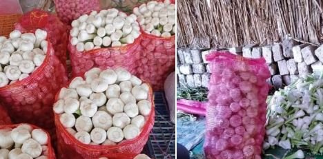 فرز الثوم اخضر