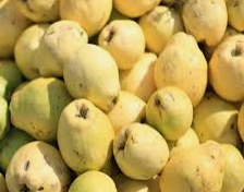 محصول جوافة