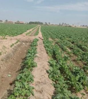 مزرعه 10فدان